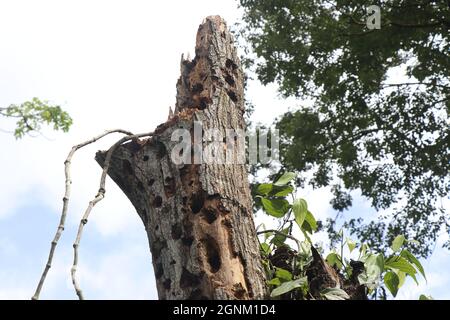 Buchi di picchio nel tronco di un albero per la ricerca di pesti di legno, albero vecchio e secco con pieni di buchi rotondi fatti da picchio Foto Stock