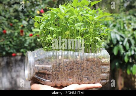 Piante di chili piantine coltivate su vasca di plastica riciclata, piante fresche e giovani coltivate su vasca di scarto mostrando il meglio fuori dal concetto di rifiuti Foto Stock