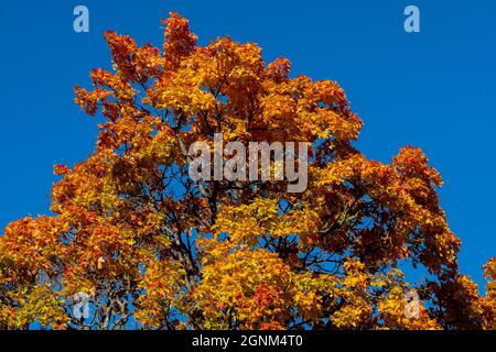 Helsinki / Finlandia - 26 SETTEMBRE 2021: Primo piano di foglie d'albero nei colori autunnali contro il cielo azzurro Foto Stock