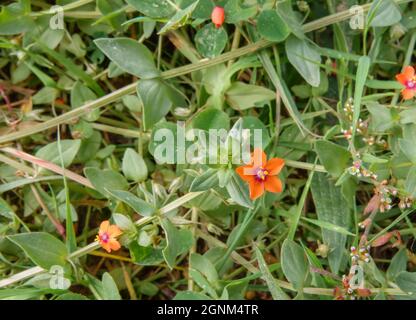 Primo piano dei bellissimi piccoli fiori rossi dello scarlatto pimpernal (anagallis arvensis) che crescono selvaggi sulle Salisbury Plain Chalklands, Wiltshire UK Foto Stock