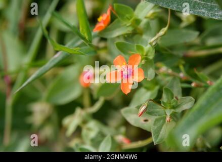 Primo piano dei bellissimi piccoli fiori rossi dello scarlatto pimpernal (anagallis arvensis) che crescono selvaggi sulle Salisbury Plain Chalklands, Wiltshire UK Foto Stock