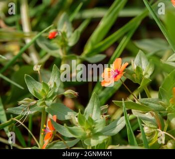 Primo piano dei bellissimi piccoli fiori rossi dello scarlatto pimpernal (anagallis arvensis) che crescono selvaggi sulle Salisbury Plain Chalklands, Wiltshire UK Foto Stock