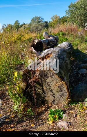 Helsinki / Finlandia - 26 SETTEMBRE 2021: Primo piano di un vecchio tronco di albero sulla riva. Foto Stock