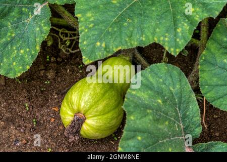Zucca di Butternut, Cucurbita moschata, coltivando su pianta in un appezzamento di verdure del Norfolk. Foto Stock