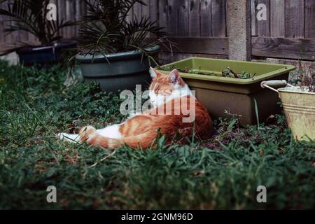 bellissimo gatto bianco e zenzero che gode di una giornata di sole in giardino Foto Stock