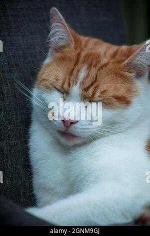 ritratto di primo piano di un gatto zenzero tabby che dorme su una sedia Foto Stock