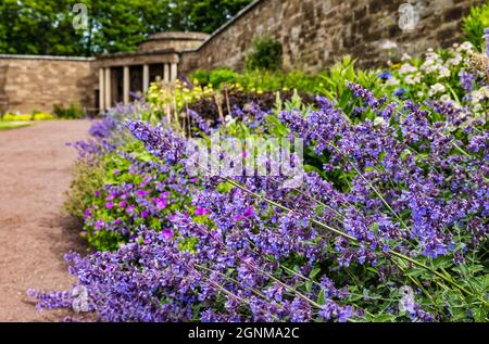 Colorato catmenta o Nepeta in erbaceo fiorito a Amisfeild giardino murato, East Lothian, Scozia, Regno Unito Foto Stock