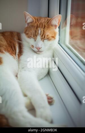 grazioso gatto bianco e zenzero che dorme tranquillamente sul davanzale Foto Stock