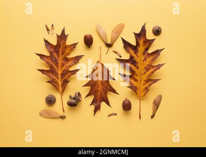 Carta autunnale con una composizione di foglie e ghiande cadute su sfondo giallo Foto Stock