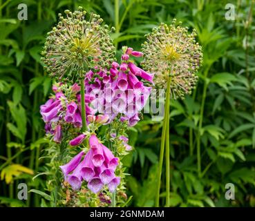 Primo piano di foxguants rosa e teste di seme di Allium in giardino flowerbed, East Lothian, Scozia, Regno Unito Foto Stock