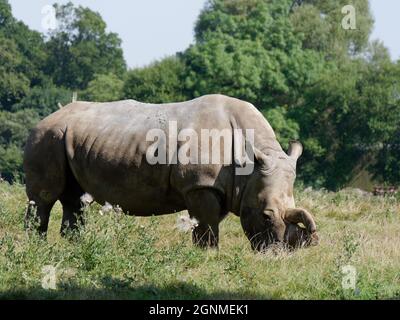 Bianco Rhino pascolo in un campo Foto Stock