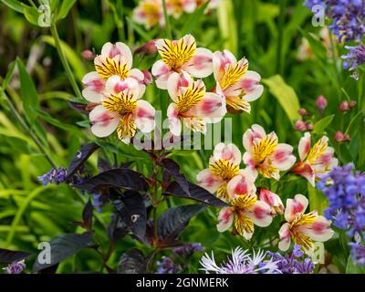 Primo piano di fiori colorati di arancio e rosa Alstroemeria (giglio peruviano o giglio degli Incas) in giardino flowerbed, East Lothian, Scozia, Regno Unito Foto Stock