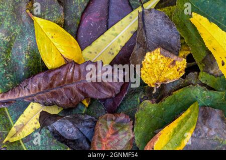 Un sacco di foglie cadute da alberi in autunno sfondo Foto Stock
