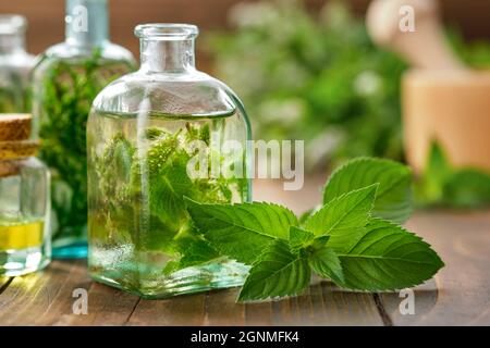 Bottiglie di olio essenziale di menta, tintura o infusione e foglie di menta piperita. Fiori piante di menta verde sullo sfondo Foto Stock