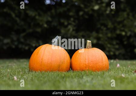 Pepe Cucurbita maturo sull'erba. Due zucche arancioni nel Green Garden durante l'inizio dell'autunno. Foto Stock