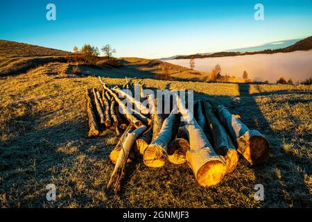 Alberi sgranati si trovano a terra in tempo freddo al mattino presto Foto Stock