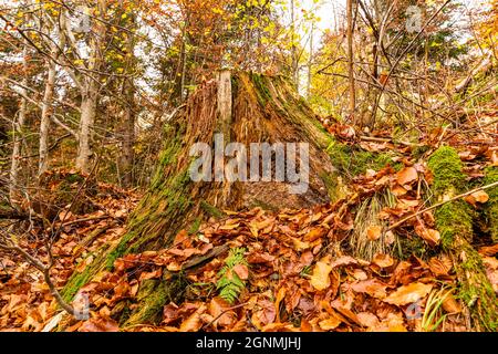 Vecchio ceppo di albero cosparso di foglie cadute nella foresta d'autunno Foto Stock