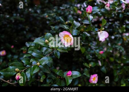 Fiori di Camellia japonica, conosciuti come camellia comune o giapponese. Foto Stock