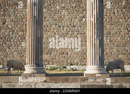 Bergama, Izmir, Turchia. 26 settembre 2021. Asklepion è un antico complesso curativo situato alla base dell'acropoli Pergamone in Turchia, costruito in onore di Asklepios, dio della guarigione. Due pecore a piedi nel complesso turistico di oggi. (Credit Image: © Uygar ozel/ZUMA Press Wire) Foto Stock