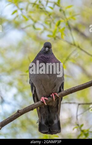 Il grasso di Pigeon è importante seduta su un ramo. Il piccione domestico bird e sfocata sfondo naturale. Grigio colomba bird. Foto Stock