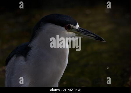 Lo sfondo scuro e la caduta di gocce d'acqua migliorano il ritratto in primo piano di Black-incorned Night Heron in formato orizzontale con spazio di copia Foto Stock