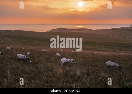 Pecora sul Sussex South Downs al tramonto. Faro Belle Tout all'orizzonte. Vicino a Eastbourne, e Sussex UK. Foto Stock