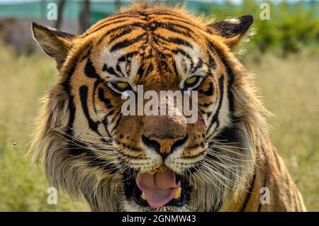 Ritratto di una bella tigre del Bengala nella riserva sudafricana Foto Stock