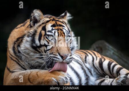 Donna Sumatran tigre lavaggio se stessa Foto Stock