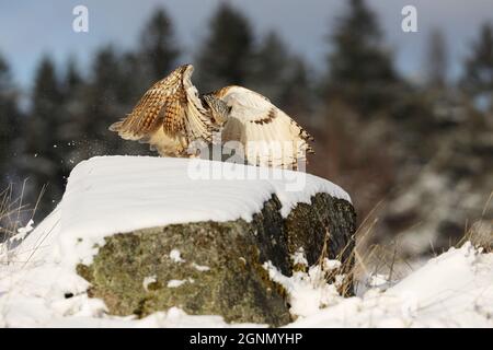 Eastern Siberian Eagle Owl, Bubo bubo sibiricus, atterrando su roccia con neve. Scena selvaggia invernale. Foto Stock