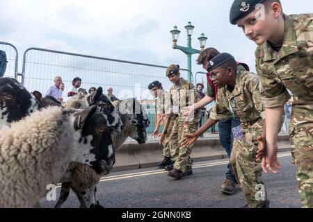 Londra, Regno Unito. 26 settembre 2021. I cadetti hanno visto le pecore principali sul ponte Southwark. La London Sheep Drive 2021 organizzata dal Woolmen's Charitable Trust, si è svolta sul ponte Southwark. La fiducia cerca di promuovere l'industria della lana e l'interesse per i prodotti della lana, l'allevamento di ovini, la tranciatura, la produzione di lana, i tessuti e il design. L'evento si è svolto seguendo la tradizione degli allevatori di pecore, che in passato guidavano le pecore attraverso il London Bridge. Gli ospiti e i membri di Cadet hanno partecipato alla guida delle pecore durante tutta la giornata. Credit: SOPA Images Limited/Alamy Live News Foto Stock