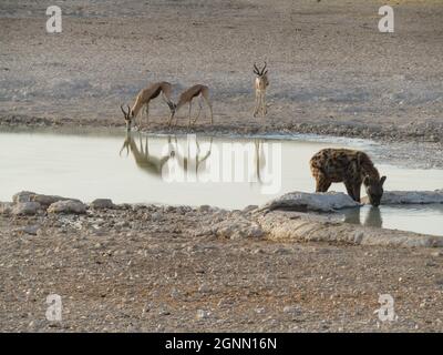 Etosha, Namibia. 26 settembre 2021. Un hyena e springboks bere acqua in un buco d'acqua al Parco Nazionale Etosha nel nord-ovest della Namibia il 24 settembre 2021. Credit: Musa C Kaseke/Xinhua/Alamy Live News Foto Stock