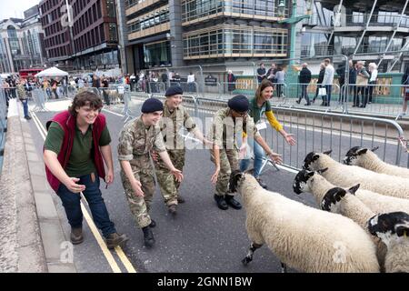 Londra, Regno Unito. 26 settembre 2021. I cadetti hanno visto guidare le pecore attraverso Southwark Bridge. La London Sheep Drive 2021 organizzata dal Woolmen's Charitable Trust, si è svolta sul Southwark Bridge. La fiducia cerca di promuovere l'industria della lana e l'interesse per i prodotti della lana, l'allevamento di ovini, la tranciatura, la produzione di lana, i tessuti e il design. L'evento si è svolto seguendo la tradizione degli allevatori di pecore, che in passato guidavano le pecore attraverso il London Bridge. Gli ospiti e i membri di Cadet hanno partecipato alla guida delle pecore durante tutta la giornata. (Foto di Belinda Jiao/SOPA Images/Sipa USA) Credit: Sipa USA/Alamy Live News Foto Stock