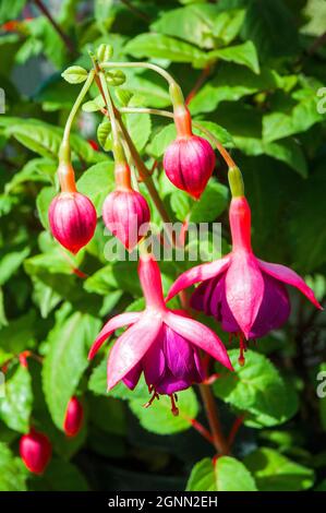 Primo piano di Fuchsia Voodoo con due fiori e gemme in cesto appeso. Una doppia fuchsia trainata che è decisamente perenne e gelo tenero. Foto Stock