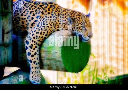 Un giaguaro (Panthera onca) dorme allo Zoo di Memphis, 8 settembre 2015, a Memphis, Tennessee. la jaguar fa parte del Cat Country dello zoo di circa quattro ettari. Foto Stock