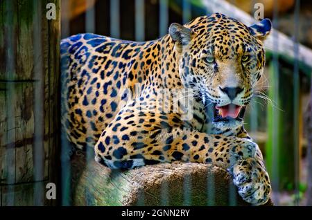 Un giaguaro (Panthera onca) si trova su un ceppo allo Zoo di Memphis, 8 settembre 2015, a Memphis, Tennessee. Foto Stock