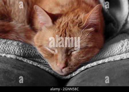 faccia il primo piano di un tabby arancione arricciato su una coperta con i suoi occhi chiusi, dormendo Foto Stock