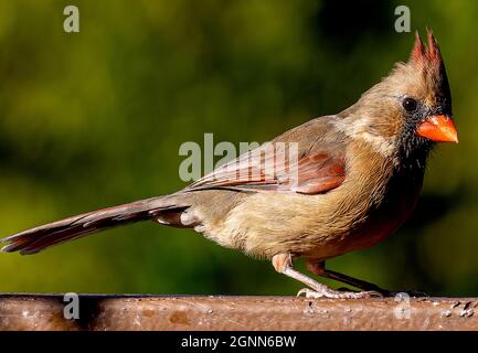 Maschio cardinale nord posa sul ponte Foto Stock