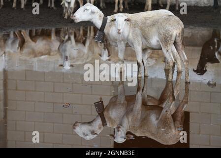 Soria, Spagna. 25 Settembre 2021. Pecore in piedi in una pozzanghera dopo una tempesta pesante vicino al villaggio di Viana de Duero, Spagna settentrionale.Dana causa alluvione diffusa in diverse province spagnole. Secondo l'AEMET (Agenzia Meteorologica dello Stato spagnolo), diverse comunità sono in allarme giallo durante il fine settimana. Credit: SOPA Images Limited/Alamy Live News Foto Stock
