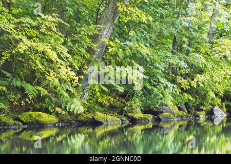 Una fila di rocce verde chiaro e limpide in una lussureggiante foresta verde riflessa nelle calme acque specchiate di un lago. Foto Stock