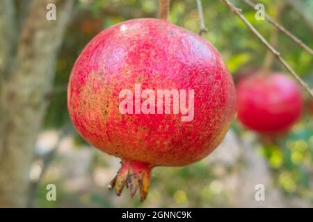 Maturare frutti di melograno su un ramo di albero Foto Stock