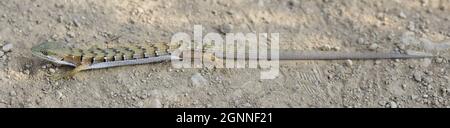 California Alligator Lizard - Adulti per tutta la durata. Joseph Grant County Park, Santa Clara County, California, USA. Foto Stock