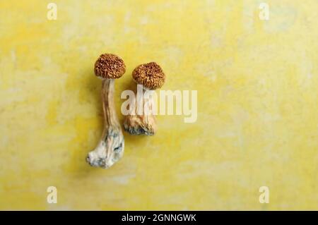 Funghi Psilocibe Cubensis isolati su sfondo giallo. Psilocibin Psychedelic Magic funghi Maestro d'oro. Scroom organiche essiccate con co bianco Foto Stock