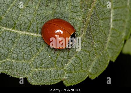 Adulto macchiato Beetle della specie Cycloneda sanguinea Foto Stock