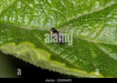 Scavenger Nero Adulto Fly della famiglia Seppidae Foto Stock