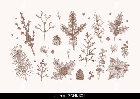 Set di piante di Natale disegnate a mano. Elementi di disegno per le schede di Natale, gli inviti, le decorazioni. Illustrazione vettoriale in stile di schizzo Illustrazione Vettoriale