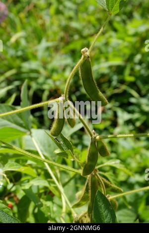 Latticini verdi, maturanti, di fagioli comuni sulla piantagione. Messa a fuoco selettiva. Foto Stock