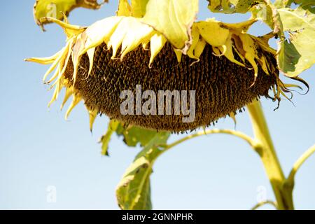 il girasole matura sul campo Foto Stock