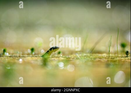 Il serpente d'erba (Natrix natrix) che nuota nell'acqua, la testa sopra una superficie d'acqua e alla ricerca di una preda. Profondità di campo poco profonda, ​bokeh piacevole con Foto Stock