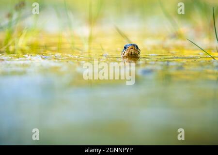 Il serpente d'erba (Natrix natrix) che nuota in acqua, la testa sopra una superficie d'acqua e la macchina fotografica di fronte. Foto Stock