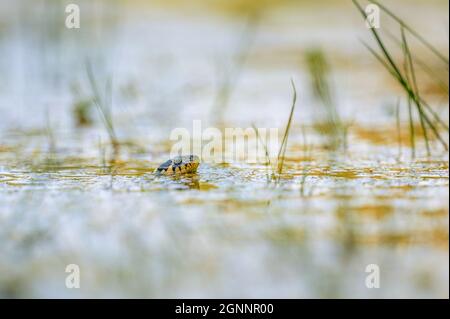 Il serpente di erba (Natrix natrix) che nuota in acqua, la testa sopra una superficie d'acqua e la caccia. Foto Stock